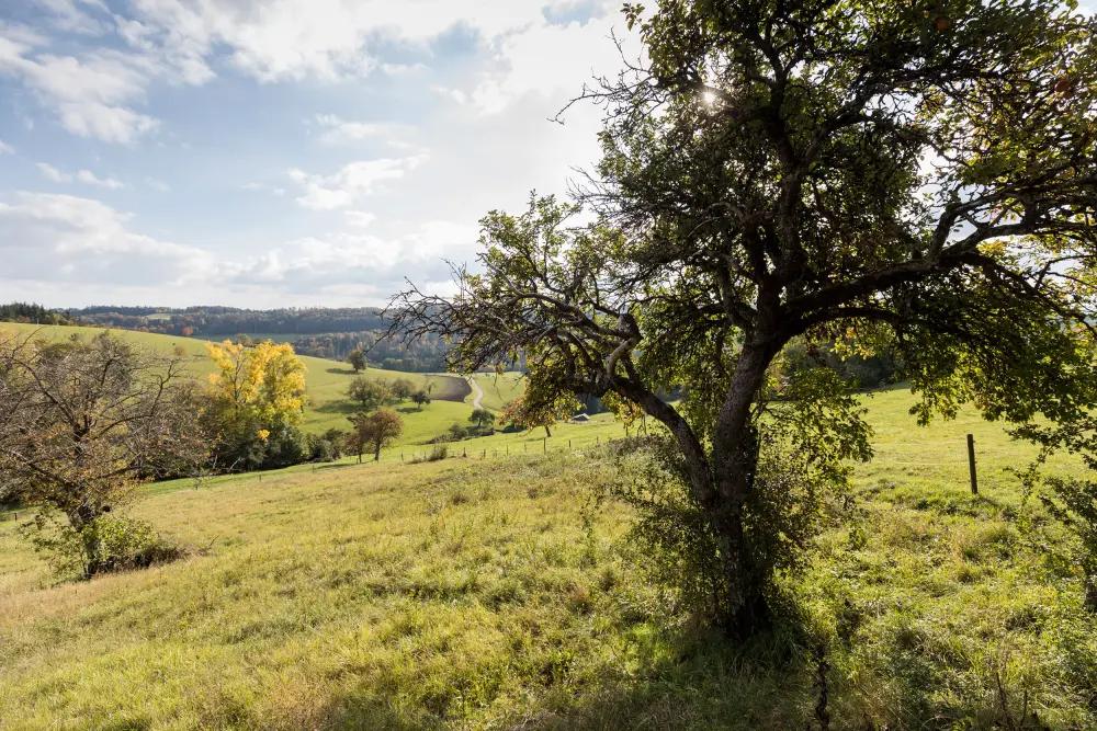 Natur mit Herbstfarben — Ferienhaus WÄLDER:Quartier Bierbronnen, Haus Fuchs, Schwarzwald